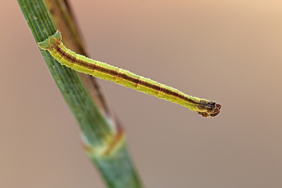 Un piccolo bruco - Phaiogramma etruscaria, Geometridae Geometrinae